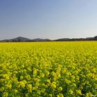 Rapsfeld im Oktober ?