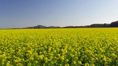 Rapsfeld im Oktober ?