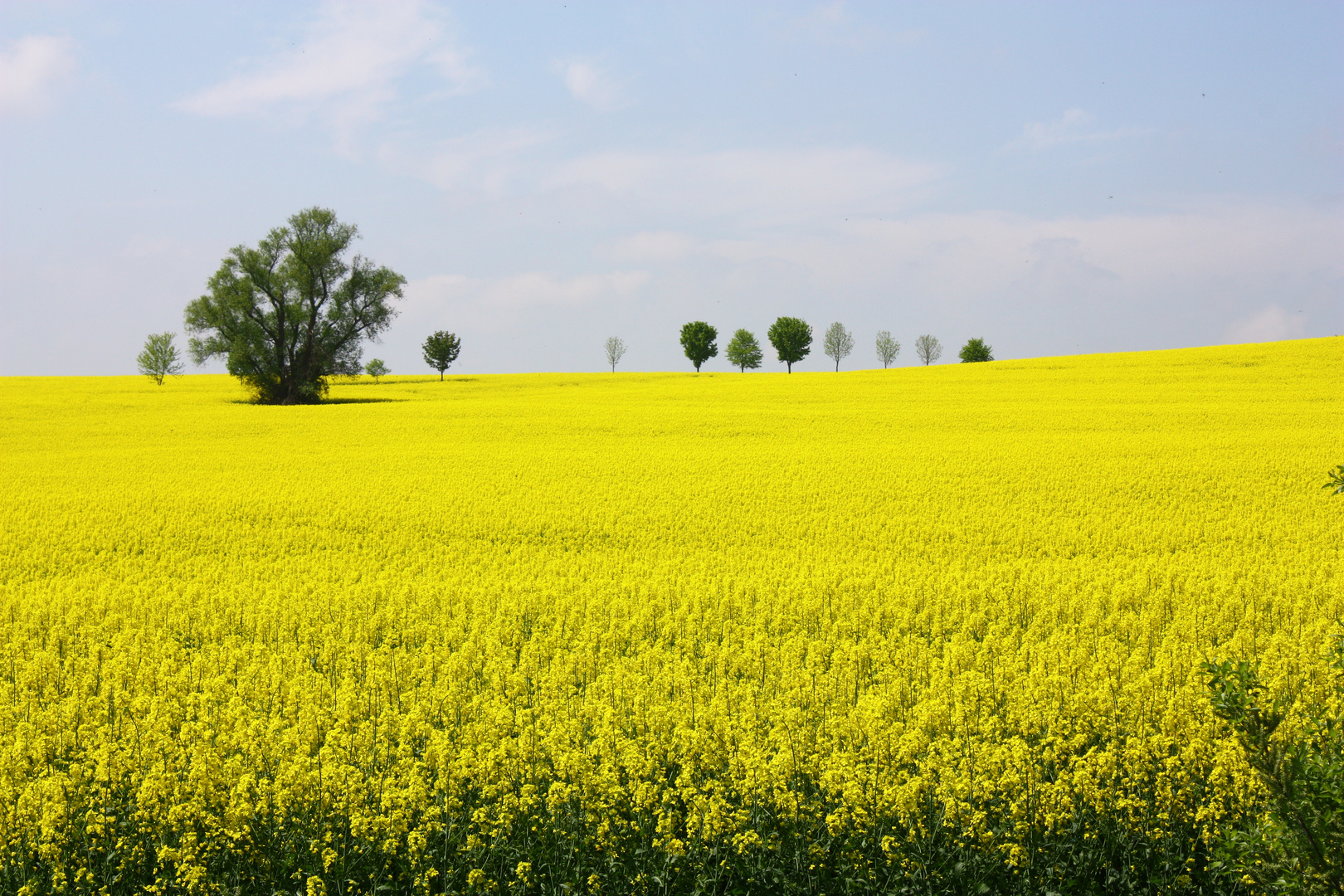 Rapsfeld im Plothener Teichegebiet