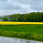 Rapsfeld im Regen