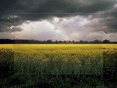 Rapsfeld im Regen