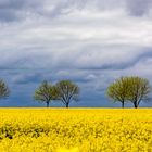 Rapsfeld im Rheiderland