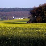 Rapsfeld im Rheingau im Hintergrund Abtei St. Vinzenz.