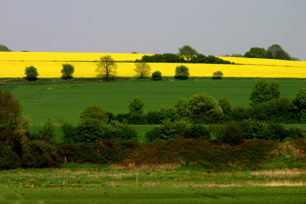 Rapsfeld im Ruhrtal bei Mülheim/Ruhr