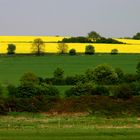 Rapsfeld im Ruhrtal bei Mülheim/Ruhr