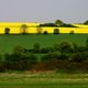 Rapsfeld im Ruhrtal bei Mlheim/Ruhr