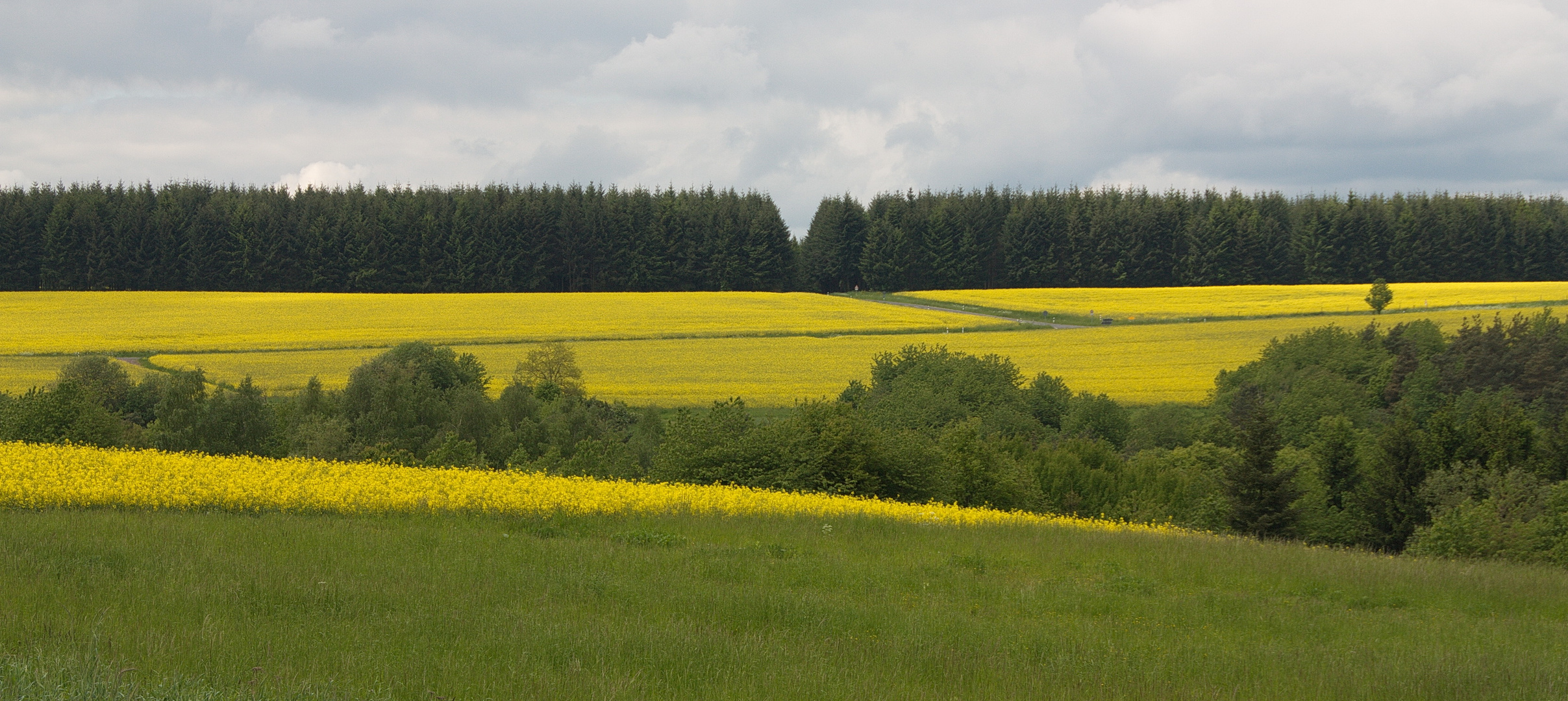 Rapsfeld im Sauerland