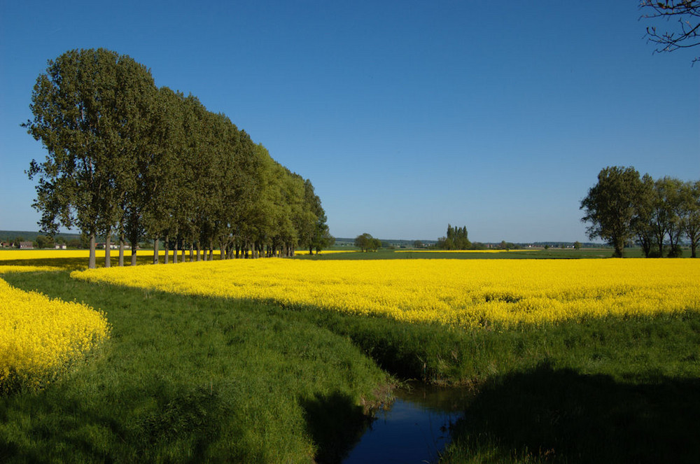 Rapsfeld im Sommer