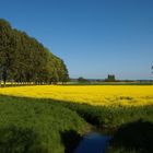 Rapsfeld im Sommer