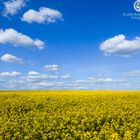 Rapsfeld im Sonnenlicht