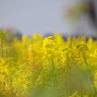 Rapsfeld im Sonnenlicht