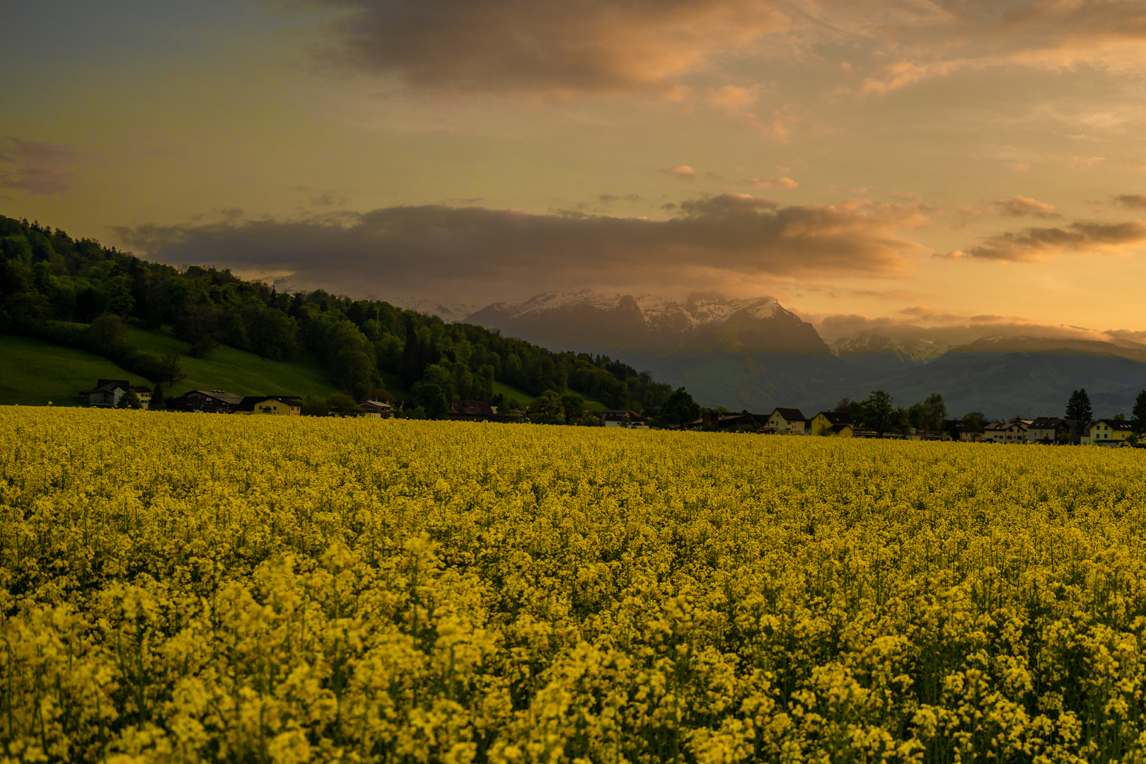 Rapsfeld im Sonnenuntergang