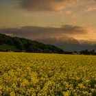 Rapsfeld im Sonnenuntergang