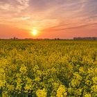 Rapsfeld im Sonnenuntergang