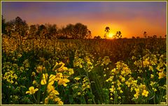 Rapsfeld im Sonnenuntergang