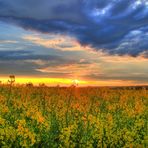 Rapsfeld im Sonnenuntergang