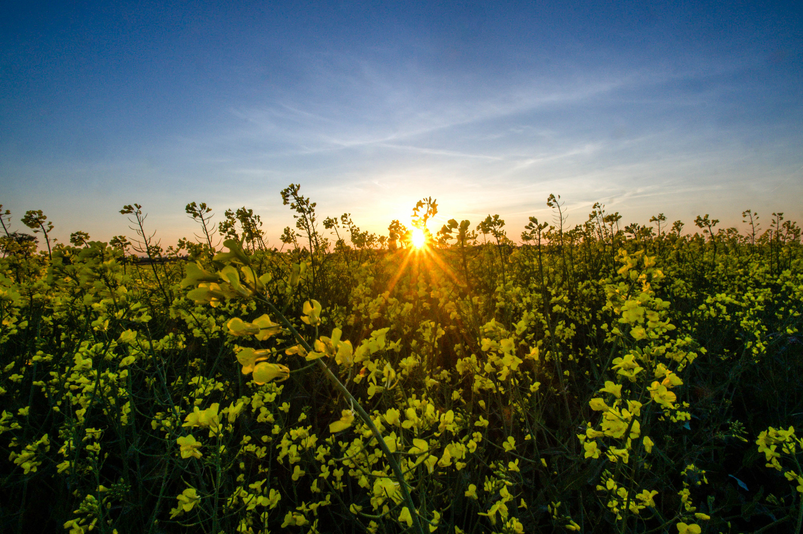 Rapsfeld im Sonnenuntergang