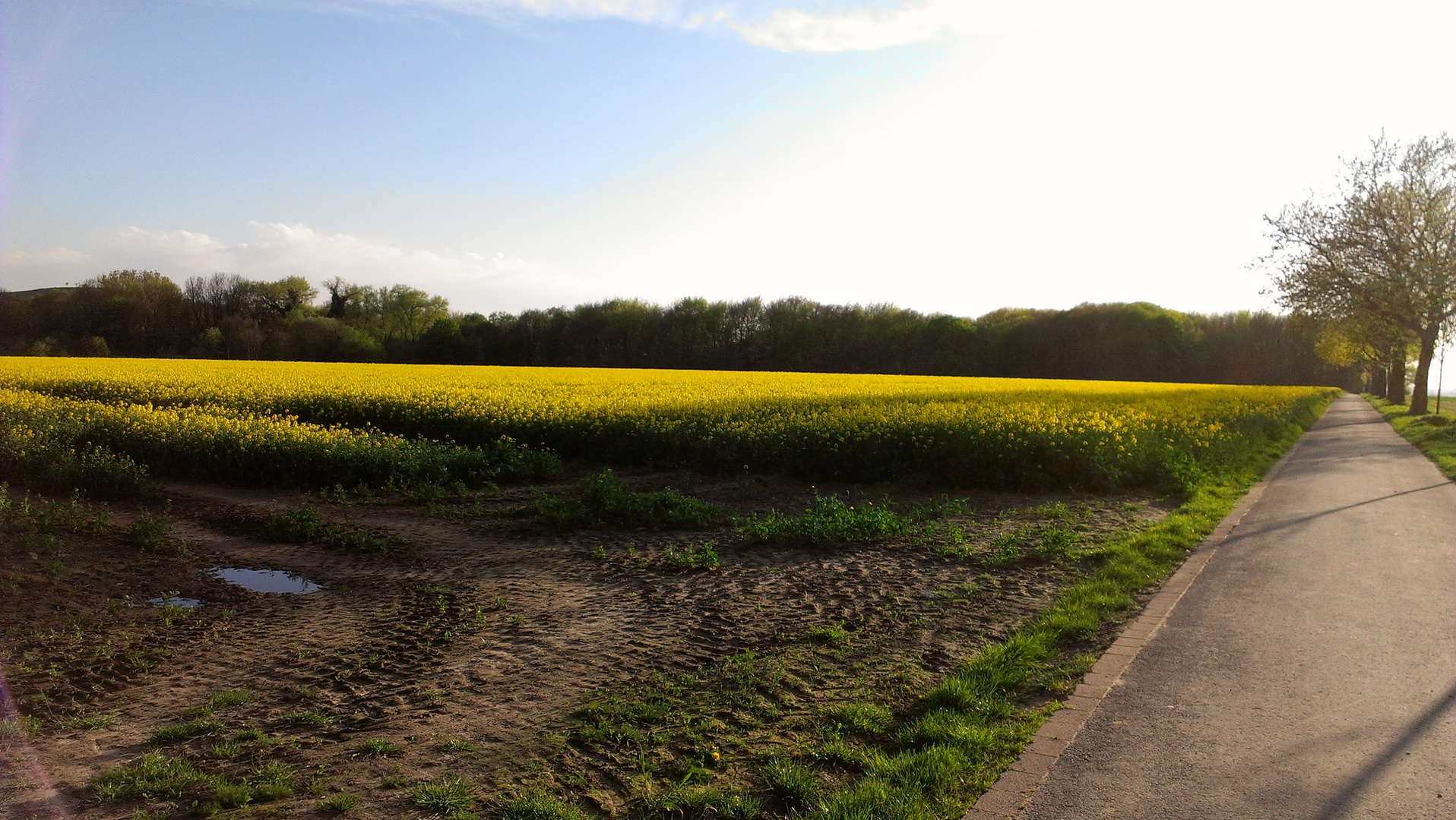 Rapsfeld im Sonnenuntergang