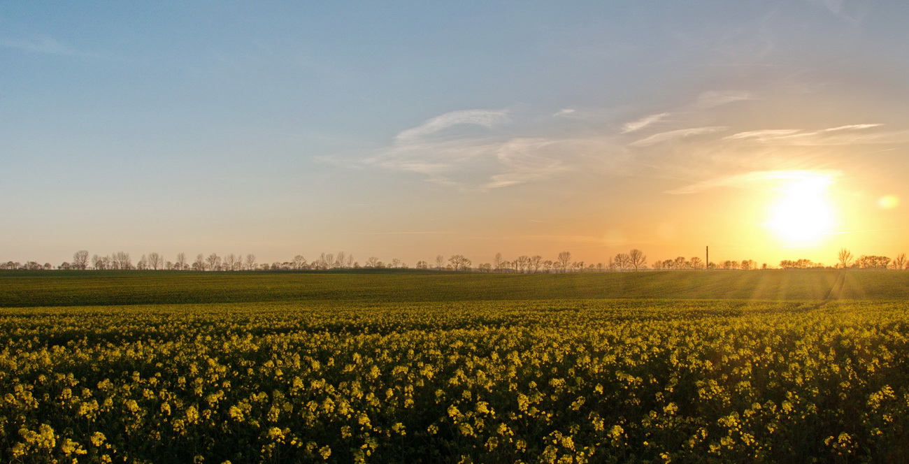 Rapsfeld im Sonnenuntergang