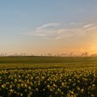 Rapsfeld im Sonnenuntergang