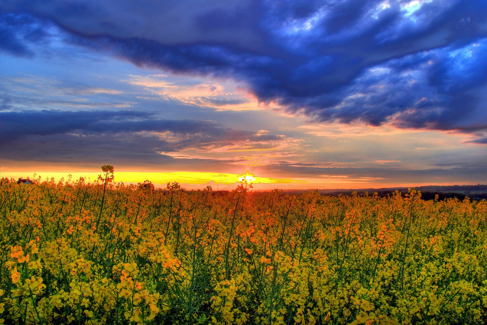 Rapsfeld im Sonnenuntergang