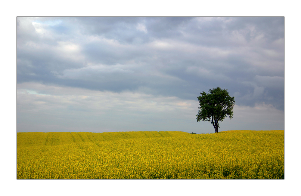 Rapsfeld im Spätsommer