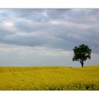 Rapsfeld im Spätsommer