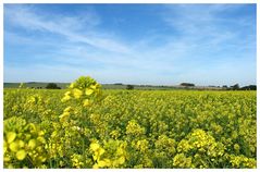 Rapsfeld im Spätsommer