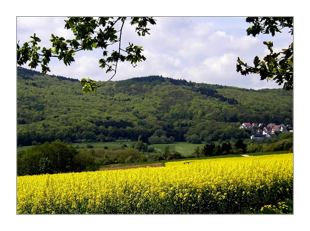 Rapsfeld im Taunus