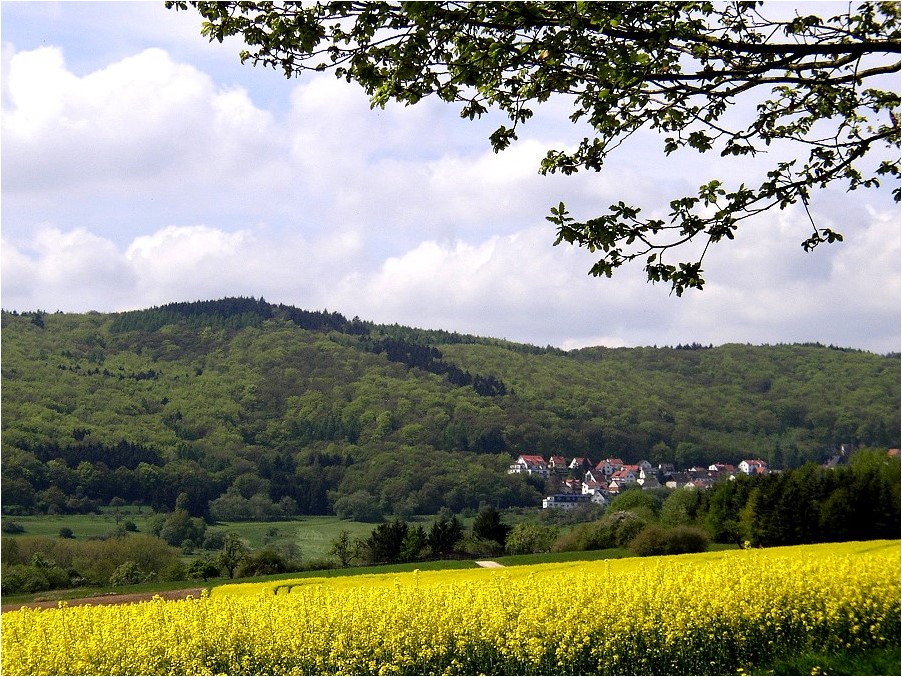 Rapsfeld im Taunus