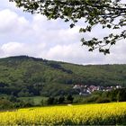 Rapsfeld im Taunus