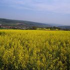 Rapsfeld im Vogelsberg