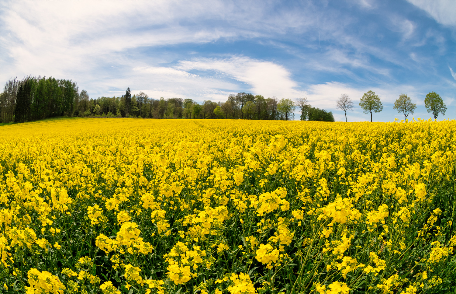  Rapsfeld Im Wind 