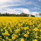  Rapsfeld Im Wind 