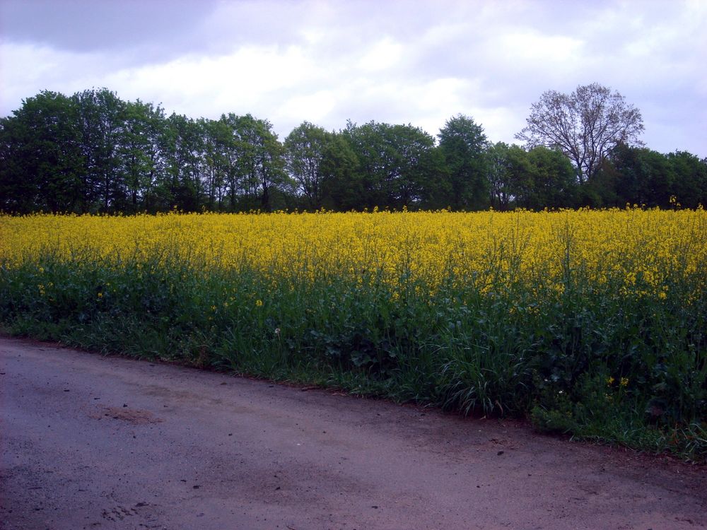 Rapsfeld - Impressionen II