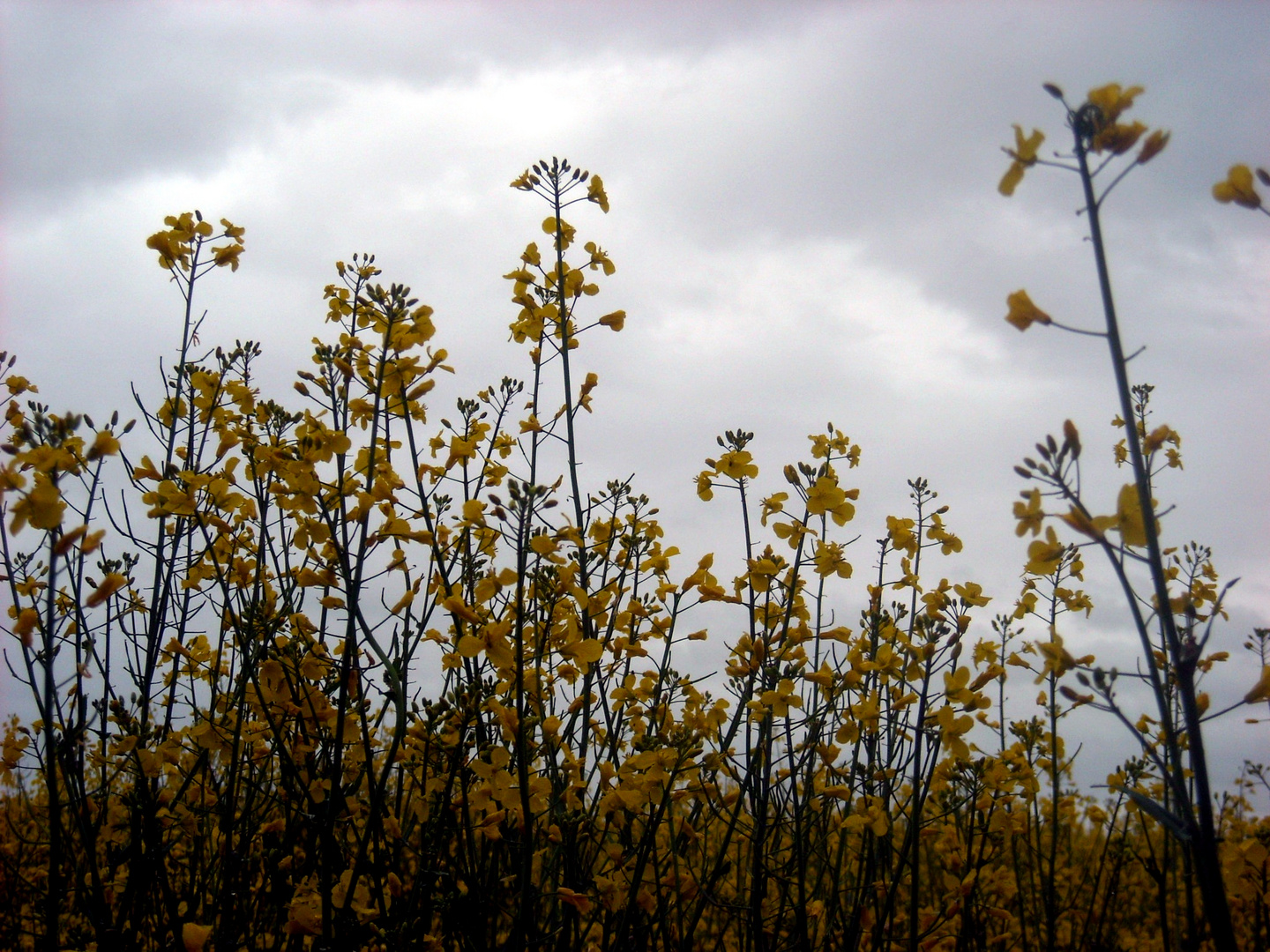 Rapsfeld - Impressionen V