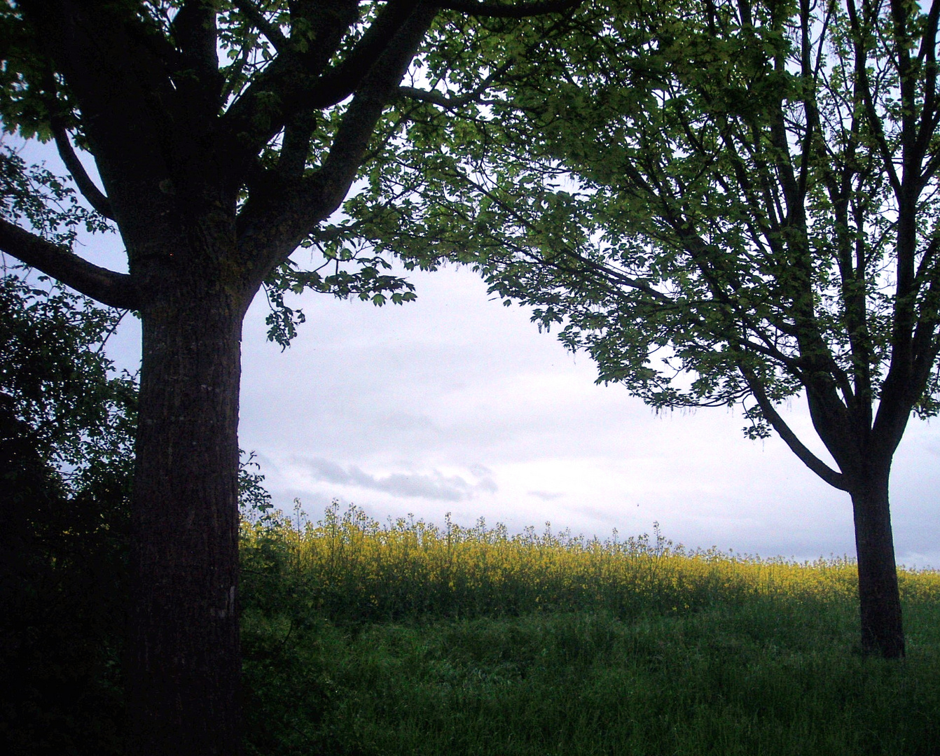 Rapsfeld - Impressionen VI