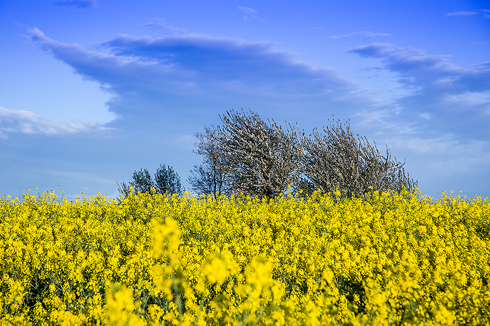 Rapsfeld in Blüte