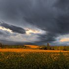 Rapsfeld in der Abendsonne