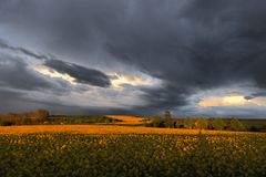 Rapsfeld in der Abendsonne