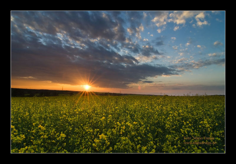 Rapsfeld in der Abendsonne