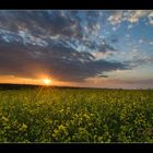 Rapsfeld in der Abendsonne