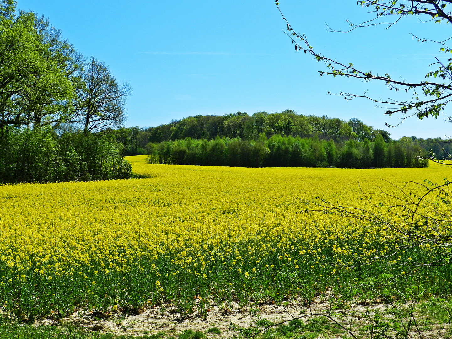 Rapsfeld in der Blüte