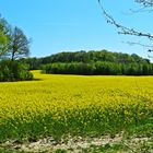 Rapsfeld in der Blüte