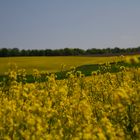 Rapsfeld in der Eifel