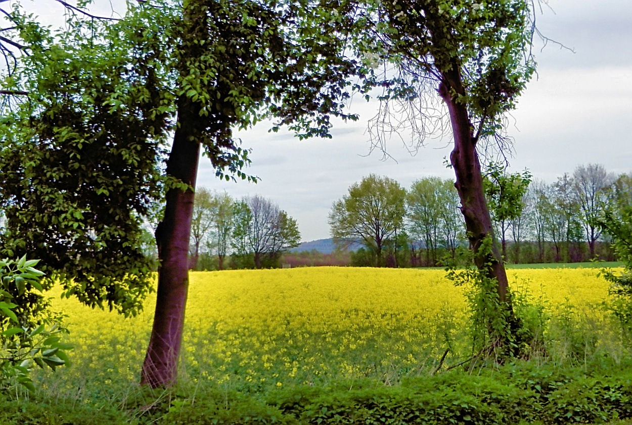 Rapsfeld in der Eifel