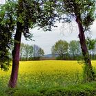 Rapsfeld in der Eifel