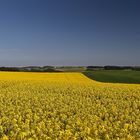 Rapsfeld in der Eifellandschaft