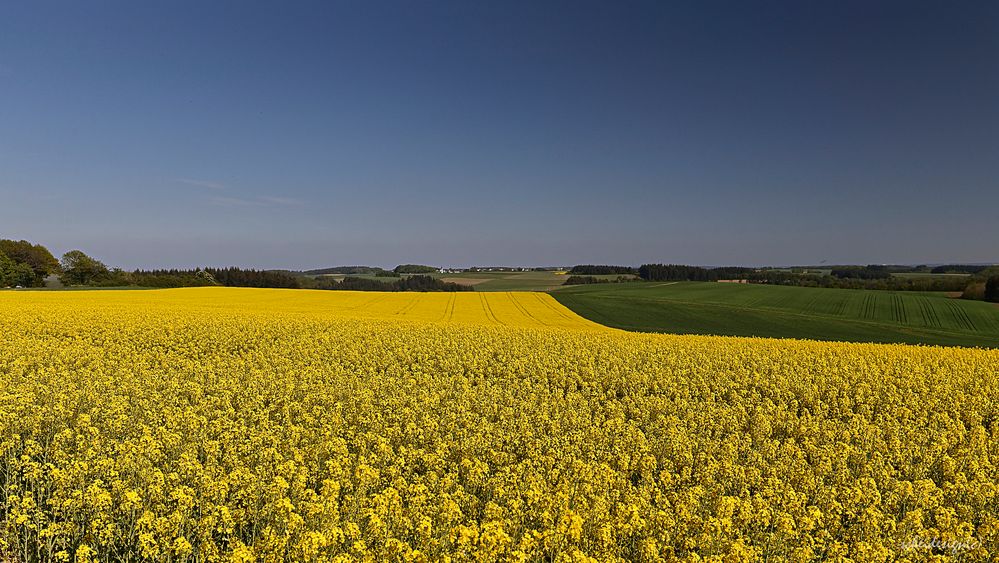 Rapsfeld in der Eifellandschaft