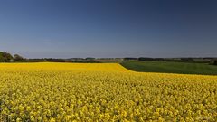 Rapsfeld in der Eifellandschaft